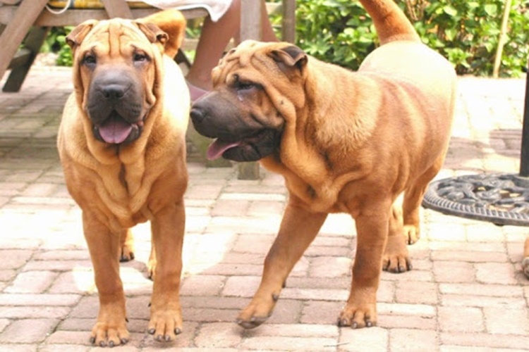 Köpeklerde Çiftleşme Kaç Gün Sürer?