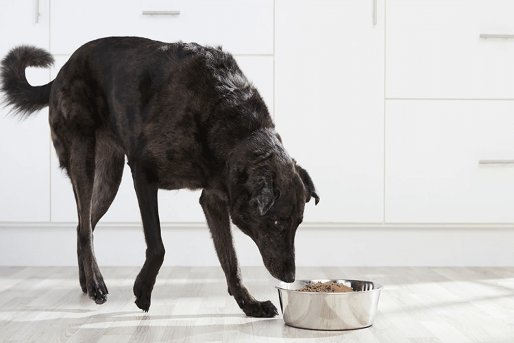 Köpeklerde Çiğ Beslenme Zararları Nelerdir?