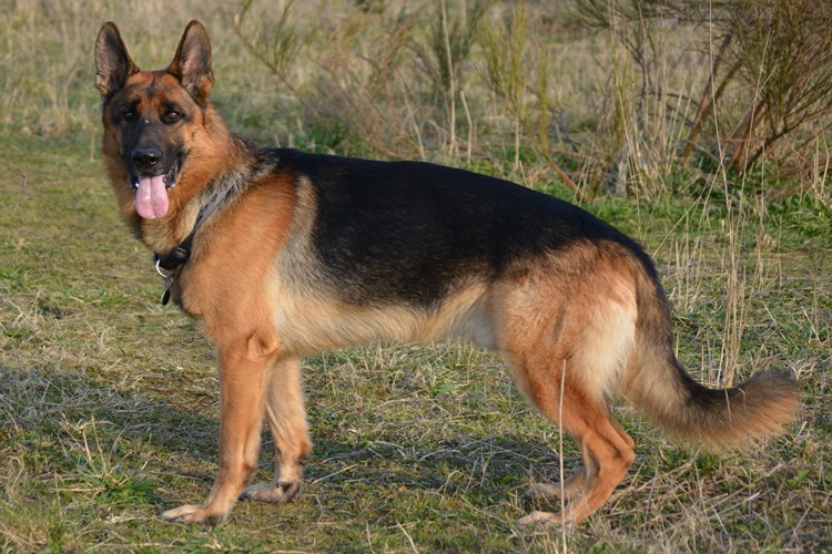 Köpeklerde Çoklu Organ Yetmezliği Belirtileri Nedir?