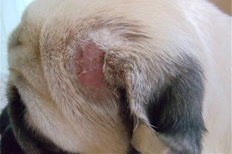 Köpeklerde Deri Hastalıkları Belirtileri Nelerdir?