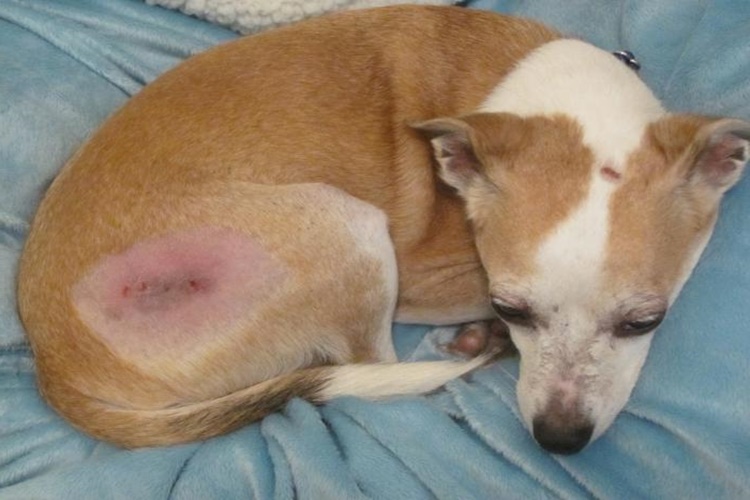 Köpeklerde Deri Hastalıkları İlaçları Nelerdir?