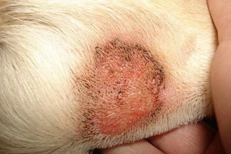 Köpeklerde Deri Hastalıkları ve Tedavileri Nelerdir?