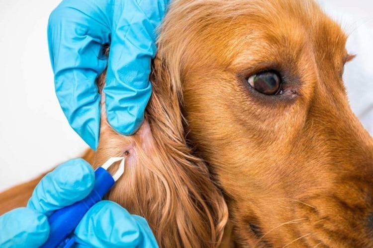 Köpeklerde Dış Parazit İnsana Bulaşır Mı?