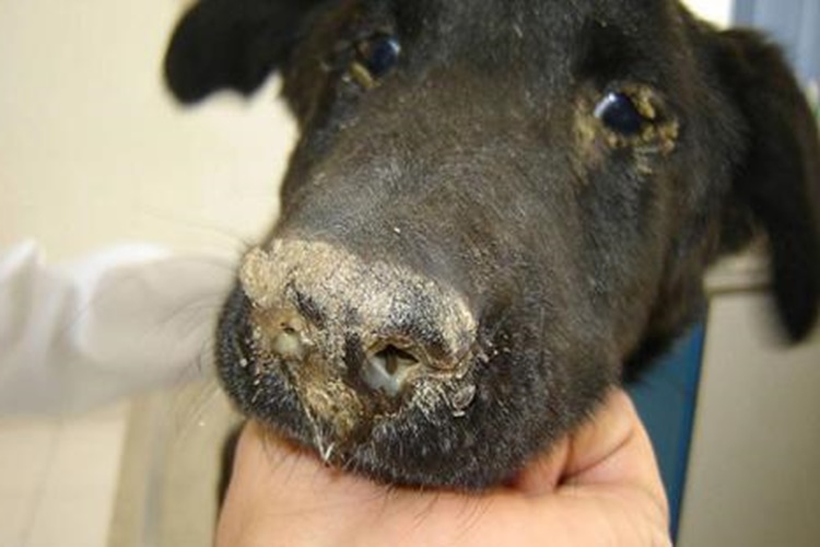 Köpeklerde Distemper Hastalığı Nedir?