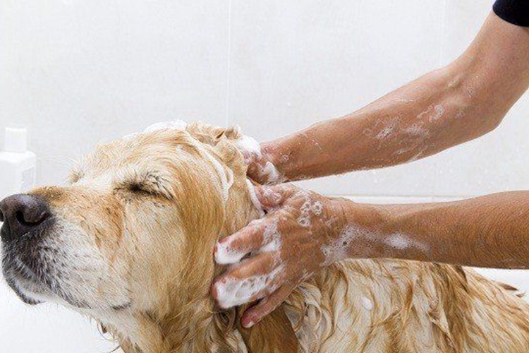 Köpeklerde Dizanteri İnsana Bulaşır Mı?