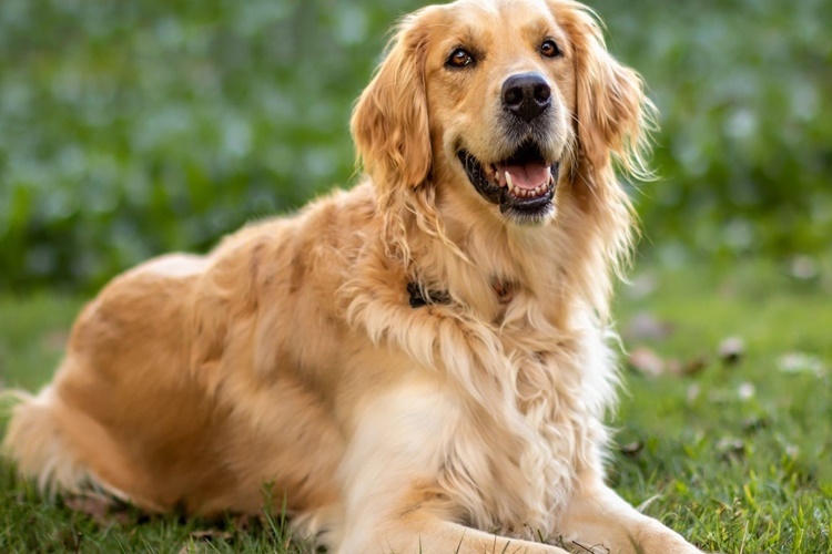 Köpeklerde Ense Damlası Ne Kadar Sürede Etki Eder?