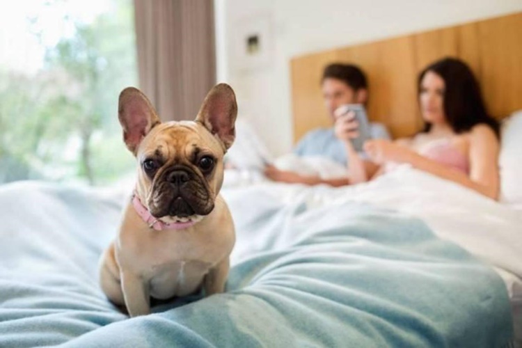 Köpeklerde Gece Uykusu Nasıl Olur?