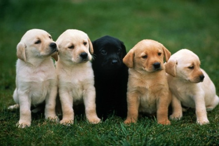 Köpeklerde Gençlik Hastalığı Bulaşıcı Mı?