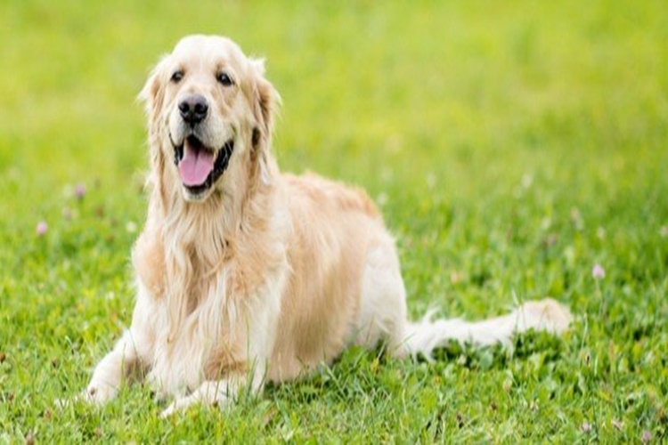 Köpeklerde Gençlik Hastalığı İnsana Bulaşır Mı? 