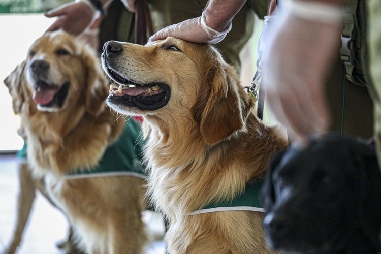 Köpeklerde Gençlik Hastalığı İnsanlara Bulaşır Mı?
