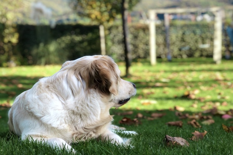 Köpeklerde Gençlik Hastalığı Nedir?