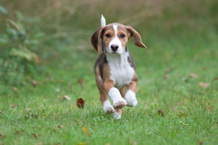 Köpeklerde Gençlik Hastalığı Öldürür Mü?