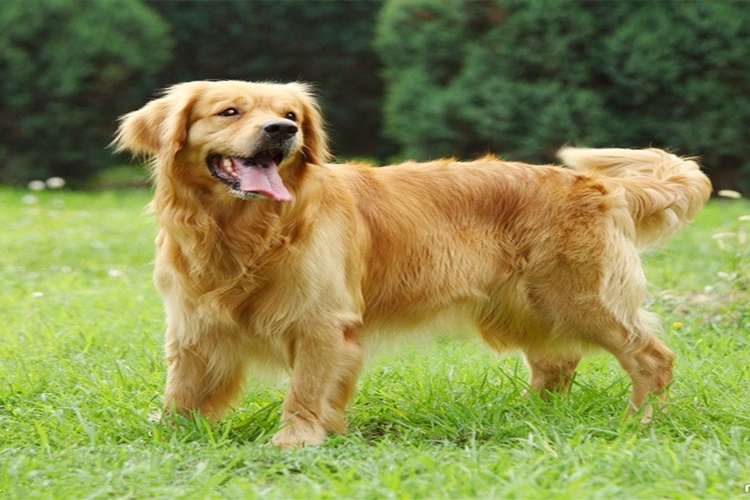 Köpeklerde Gençlik Hastalığı Tedavisi Nedir?