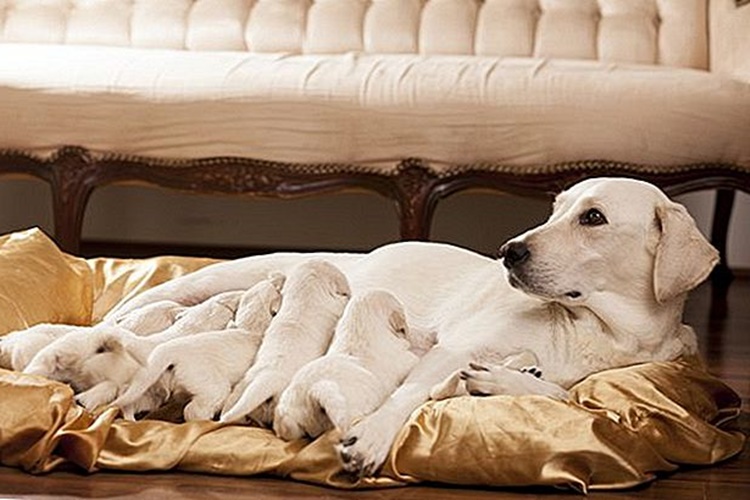 Köpeklerde Hamilelik Nasıl Engellenir?