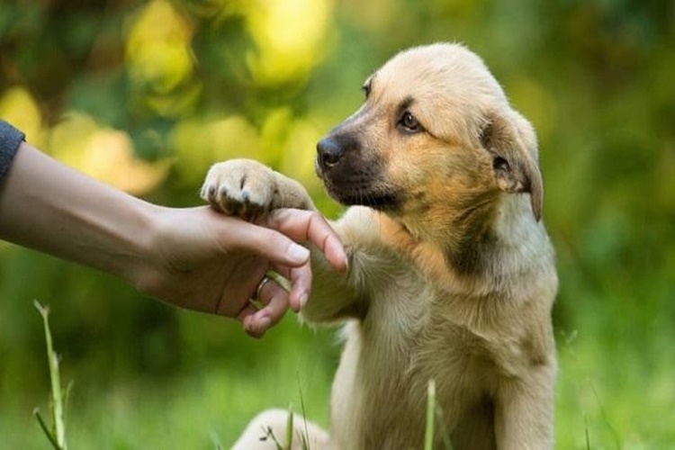 Köpeklerde İç Parazit İnsana Bulaşır Mı?