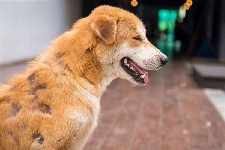 Köpeklerde Kellik Hastalığı Nasıl Tedavi Edilir?