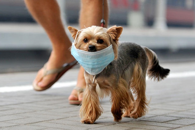 Köpeklerde Korona Aşısı Gerekli Midir?