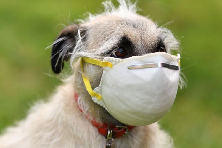 Köpeklerde Korona Aşısı Zorunlu Mudur?