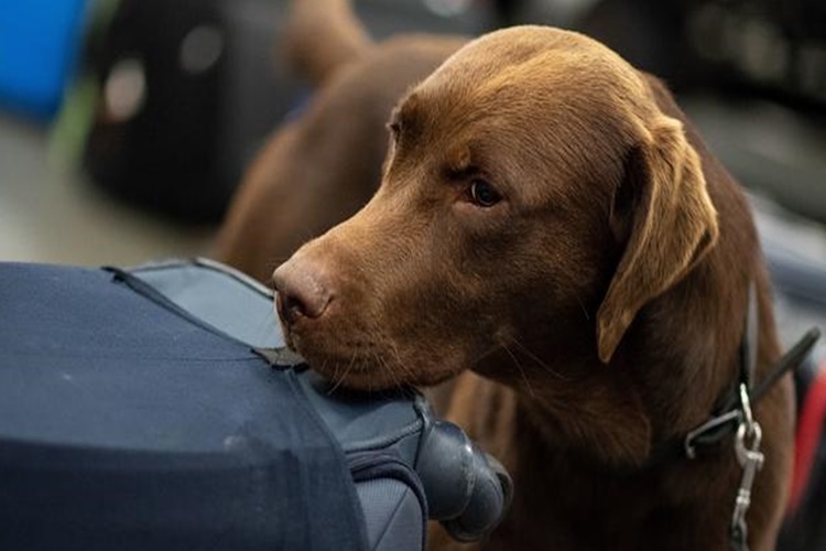 Köpeklerde Korona Belirtisi Nelerdir?