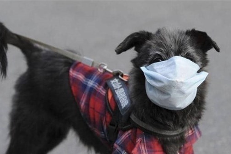 Köpeklerde Korona Tedavisi Nasıl Olur?