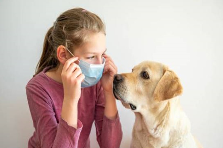 Köpeklerde Korona Var Mıdır?
