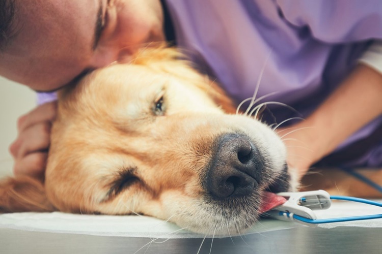 Köpeklerde Narkozun Etkisi Ne Zaman Geçer?