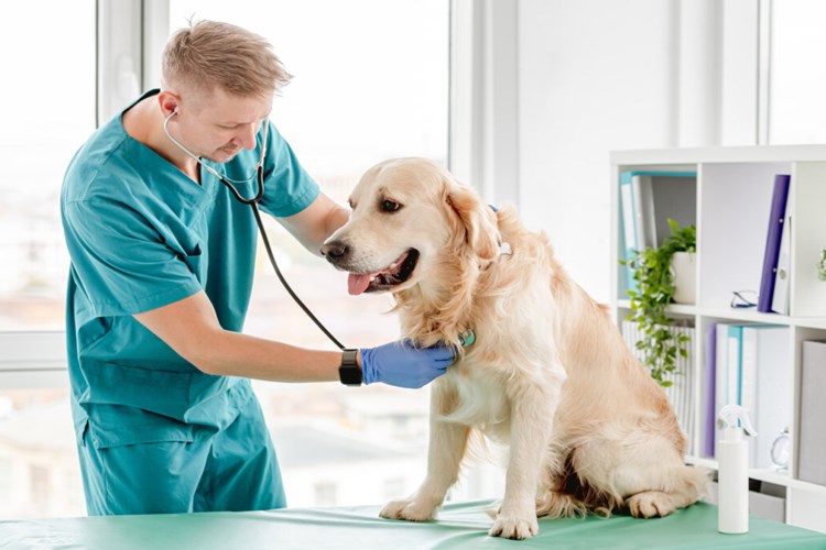 Köpeklerde Organ Yetmezliği Belirtileri Nedir?