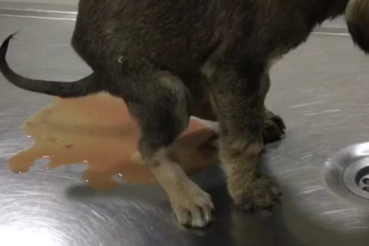 Köpeklerde Parvovirüs Tedavisi Nasıldır?