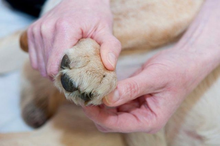 Köpeklerde Pati İltihabı Nasıl Geçer?