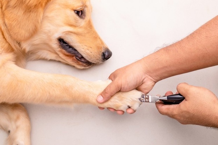 Köpeklerde Pati Temizliği Nasıl Olur?