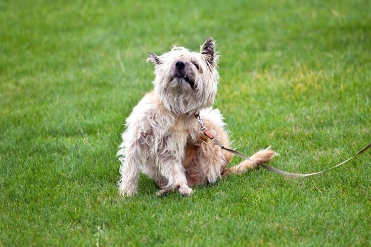 Köpeklerde Pire Nasıl Ölür?