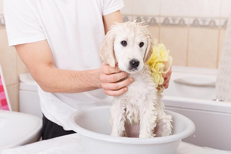 Köpeklerde Pire Yumurtası Nasıl Yok Edilir?