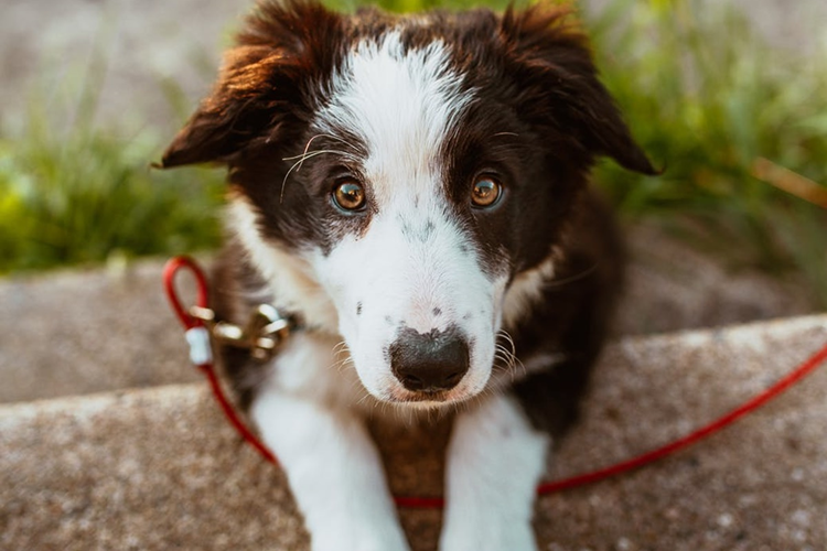 Köpeklerde Regl Dönemi Ne Zaman Başlar?