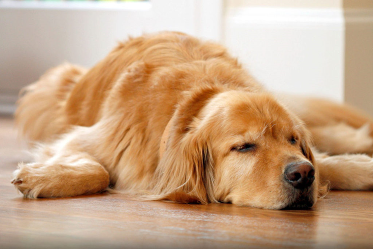 Köpeklerde Regl Dönemi Psikolojisi Nasıl Olur?