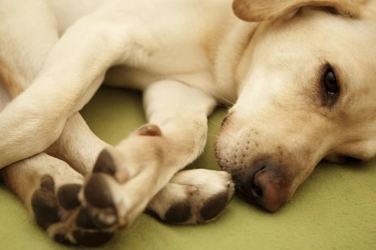 Köpeklerde Sarılık İnsana Bulaşır Mı?