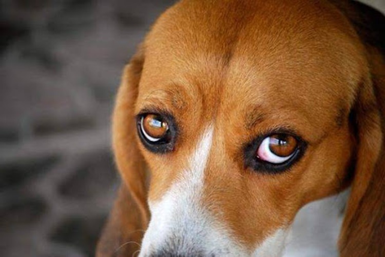 Köpeklerde Sürü Psikolojisi Nedir?
