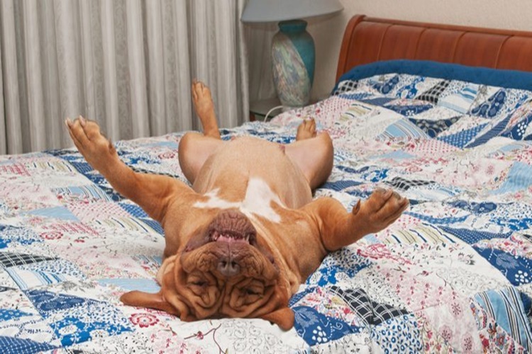 Köpeklerde Uyku Problemi Neden Olur?