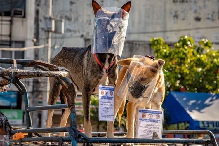 Köpeklerden İnsanlara Corona Bulaşır Mı?