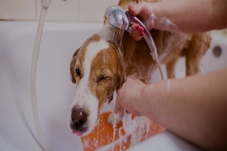 Köpeklere Banyo Yaptırılmalı Mı?