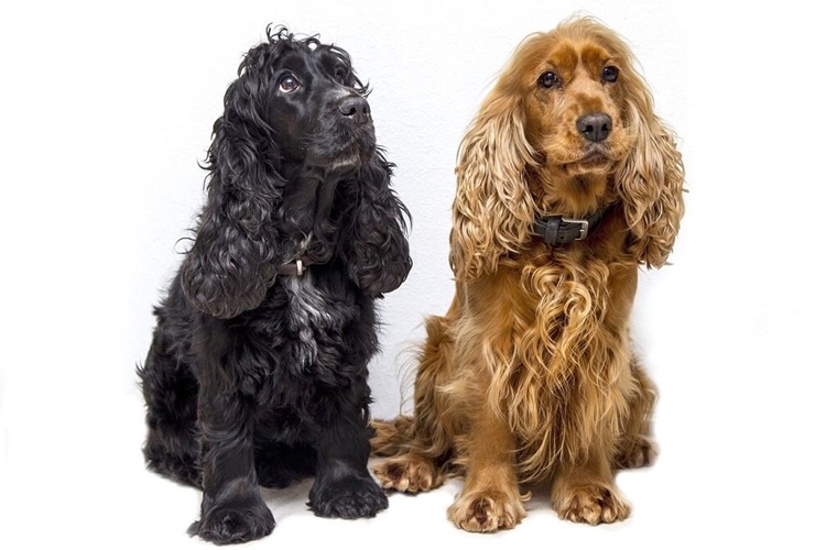 Köpeklere Çip Takılması Zararlı Mı?