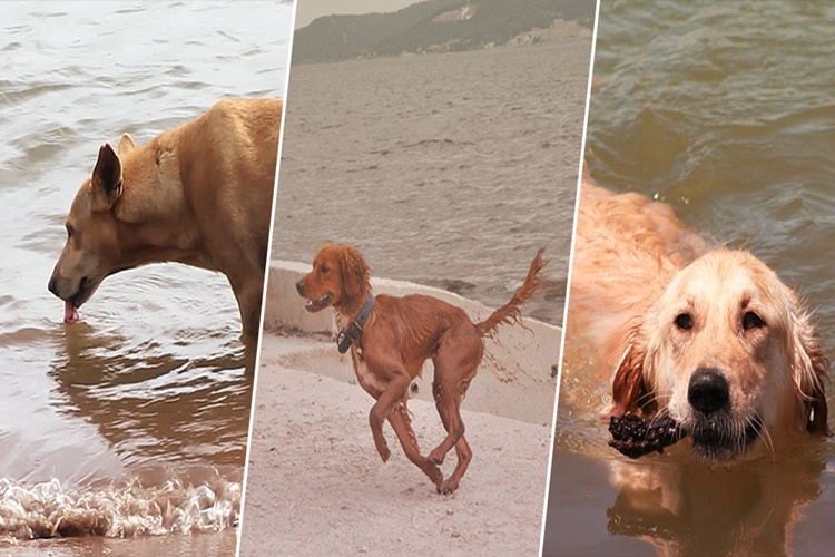 Köpeklere Deniz Zararlı Mı?