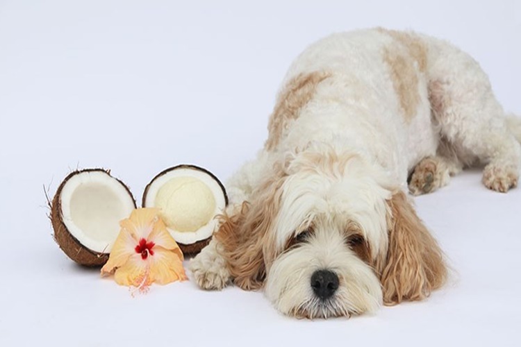 Köpeklere Hindistan Cevizi Yağı Sürülür Mü?