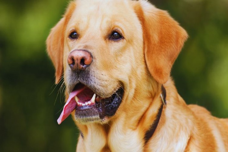 Köpeklere Neden Kara Sinek Gelir?