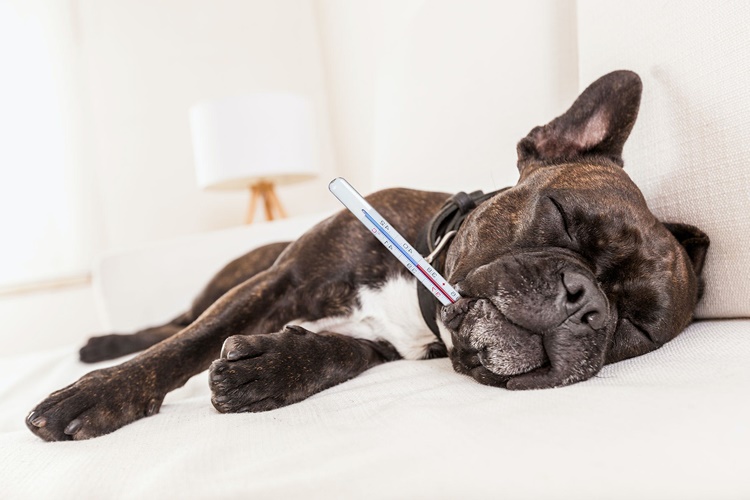 Köpeklerin Ateşi Nasıl Ölçülür?