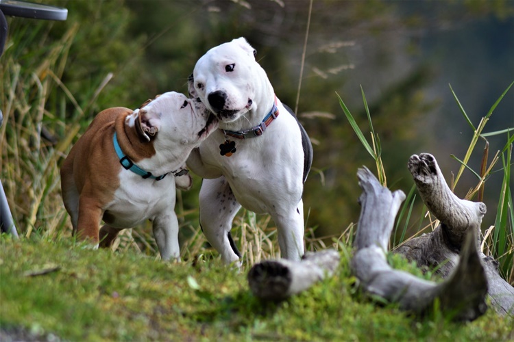 Köpeklerin Cinsiyeti Ne Zaman Belli Olur?