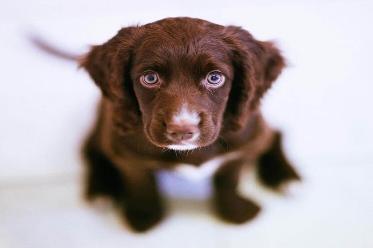 Köpeklerin Gözleri Neden Kızarır?