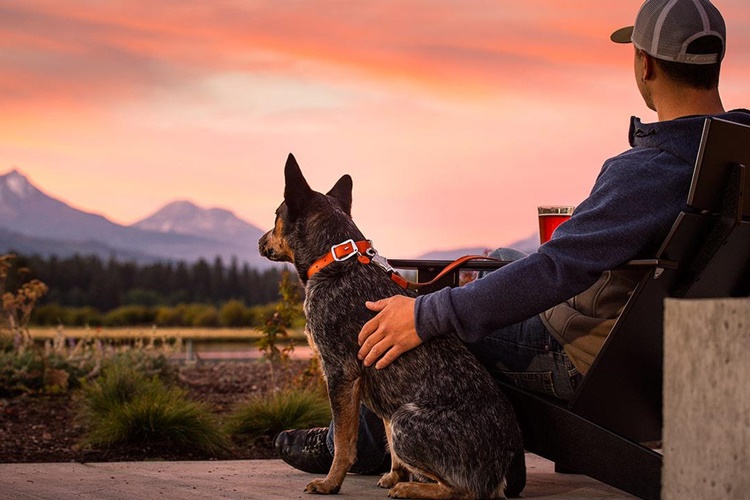 Köpeklerin İnsan Psikolojisine Etkileri Nelerdir?