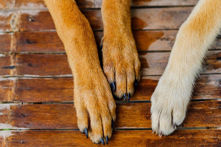 Köpeklerin Patileri Neden Kızarır?