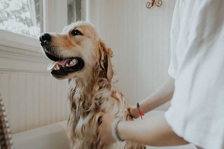 Köpeklerin Tüyleri Tıraş Edilir Mi? 