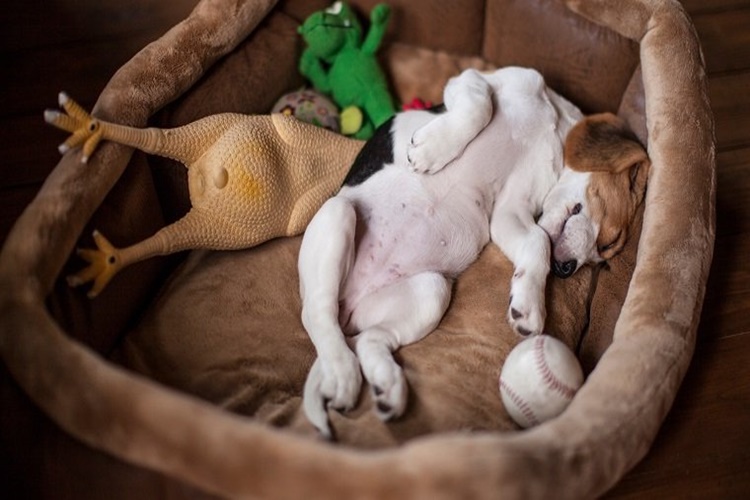 Köpeklerin Uyku Düzeni Nasıl Olmalıdır?